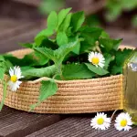 I Giovedì della Botanica 2026: a Rovereto un incontro sulle piante officinali del Trentino