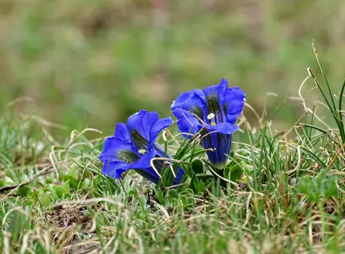 Rovereto, i Giovedì della Botanica: la flora della Val di Fassa raccontata tra lingua e tradizione
