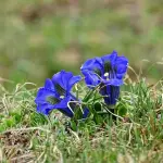 Rovereto, i Giovedì della Botanica: la flora della Val di Fassa raccontata tra lingua e tradizione