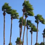 Meteo, tornano i venti da nord: nuove raffiche attese anche nei prossimi giorni