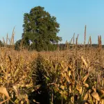 Corvidi e agricoltura: approvato il Piano di controllo 2026-2030 per contenere i danni alle colture