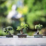 Benefici del giardinaggio urbano per salute e ambiente