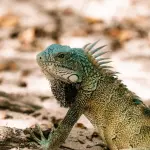 Rovereto, Animal Party apre le nuove sale di Zoologia