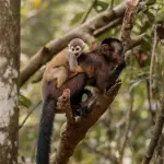 Rovereto, i Giovedì della Zoologia parlano di coscienza